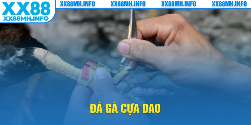 đá gà cựa dao