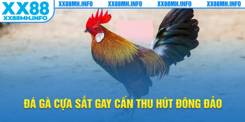 Đá gà cựa sắt gay cấn thu hút đông đảo