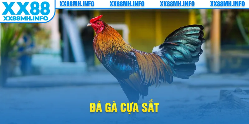 đá gà cựa sắt