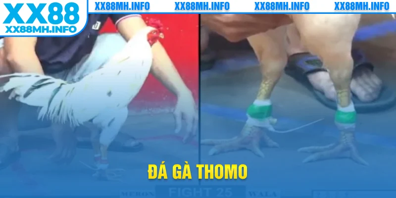 đá gà thomo