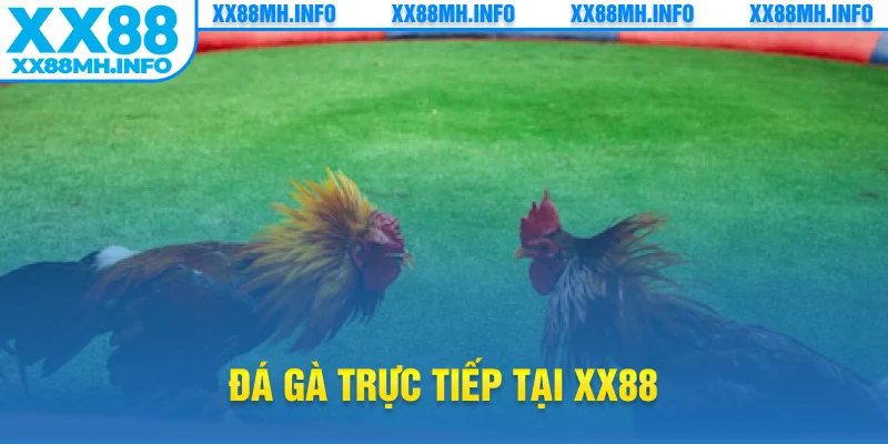 đá gà trực tiếp tại xx88