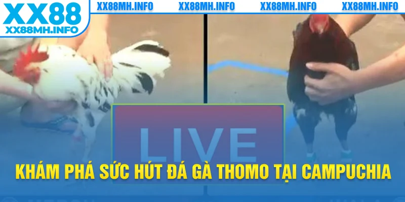 Khám phá sức hút đá gà thomo tại Campuchia
