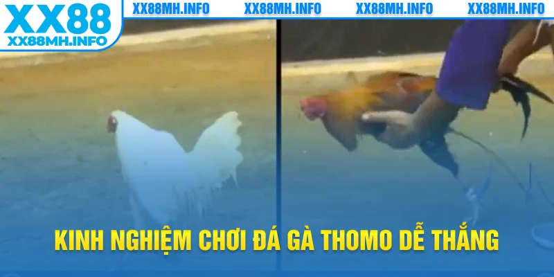 Kinh nghiệm chơi đá gà thomo dễ thắng