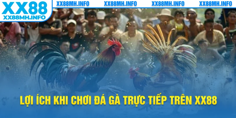 Lợi ích khi chơi đá gà trực tiếp trên XX88
