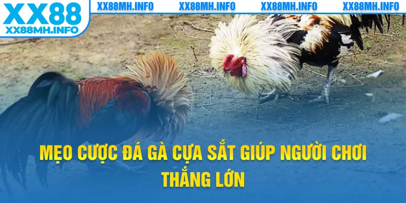 Mẹo cược đá gà cựa sắt giúp người chơi thắng lớn