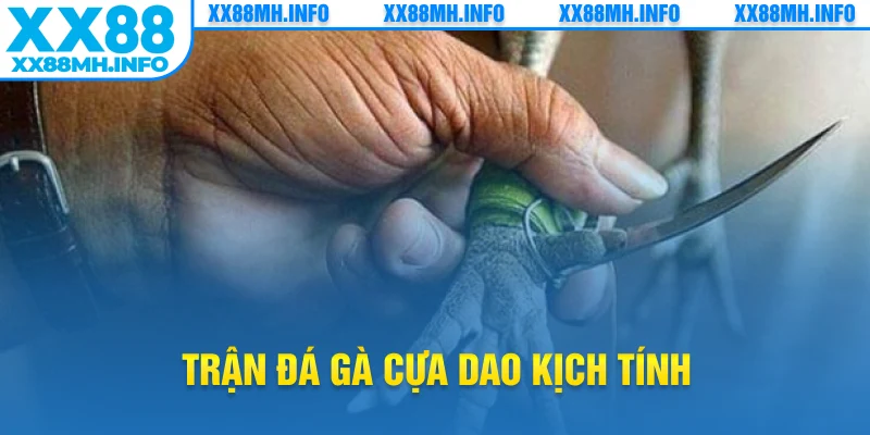 Trận đá gà cựa dao kịch tính