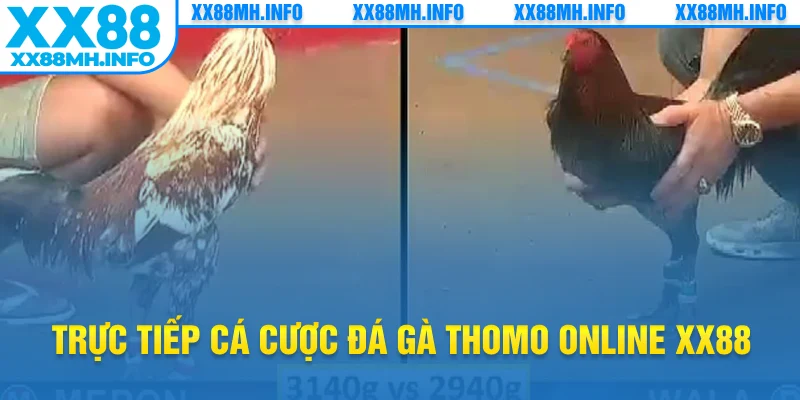 Trực tiếp cá cược đá gà thomo online XX88